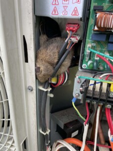 HVAC rodent